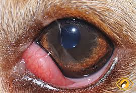 It's the one that takes care of the problem once and for all and ensures. Third Eyelid Gland Prolapse Cherry Eye Animal Vision Care Surgical Center