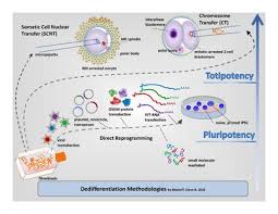 They increase the surface area of the root of the plant, helping with the absorption of water and in other words, the cells are undifferentiated. Cellular Differentiation Wikipedia