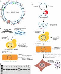 There are two types of hsv. Genome Wide Engineering Of An Infectious Clone Of Herpes Simplex Virus Type 1 Using Synthetic Genomics Assembly Methods Pnas