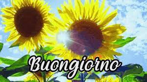Buongiorno Buondi Nuovo Giorno Sole Girasole Bella Giornata Fiore Gif Goodmorning Newday Sun Discover Share Gifs Buongiorno Girasoli Auguri Di Buongiorno