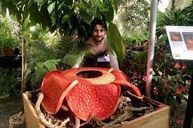 Rafflesia Arnoldii Famous For Producing The Largest Individual Flower Known On Earth Is One Of The Most Unus Unusual Plants Oxford Botanic Garden Plant Science