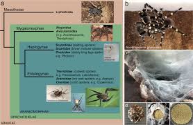 Evidently, ultrasonic repellers make use of audible sound to drive away pests. Embryonic Development And Secondary Axis Induction In The Brazilian White Knee Tarantula Acanthoscurria Geniculata C L Koch 1841 Araneae Mygalomorphae Theraphosidae Springerlink
