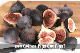 Oral allergy syndrome (oas) is a type of food allergy classified by a cluster of allergic reactions in the mouth and throat in response to eating certain (usually fresh) fruits, nuts, and vegetables that typically develops in adults with hay fever. Can Guinea Pigs Eat Figs Hazards Serving Size More Guinea Pig 101