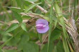 Image result for Centrosema