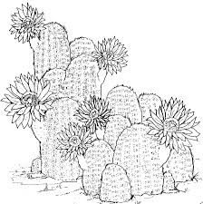Cactus coloring pages to print. Free Printable Cactus Coloring Pages For Kids Cactus Coloring Page Flower Coloring Pages Pattern Coloring Pages