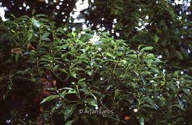 Image result for Alangium chinense