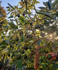 How To Grow Avocados Tree Varieties Climate Planting Care Homestead And Chill Grow Avocado Growing An Avocado Tree Avocado Tree Care