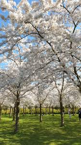 Taman sakura berlokasi di kebun raya cibodas cianjur yang. Taman Sakura Di Belanda Serbalanda Supirsantun Sahabat Wisata Di Eropa