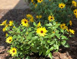 They are in quite a bit of sun. Winter Splash Wintergreen Farwest Show Portland Oregon