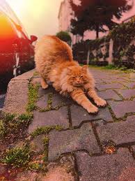 Wallpaper 2020 Norvec Orman Kedisi Kedi Sevimli Kediler