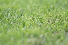 Im frühling wächst das gras besonders schnell, während es im herbst viel langsamer wächst und im winter das wachstum komplett einstellt. Wie Schnell Wachst Rasen Wie Lange Wachst Gras Im Herbst