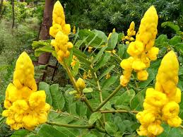 Image result for Senna floribunda