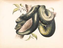 We did not find results for: 10 Amazing Snake Tattoo Ideas Greenorc