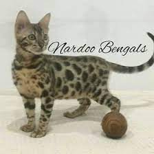 Nardoo Bengals Nardoobengals Profile Pinterest
