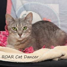 Maybe you would like to learn more about one of these? Ridgefield Roar Joins Animal Shelters Across Southern Connecticut And New York To Save More Animals