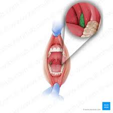 Image result for tonsilla palatina