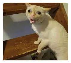 Cat Meme Table Template