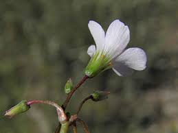 Image result for Oxalis latifolia