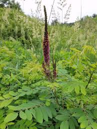 Image result for Indigofera fuscosetosa
