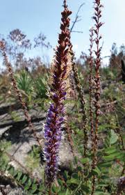 Image result for Rhynchosia chapmanii