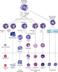 Blood Disorders Pathophysiology Of Disease An