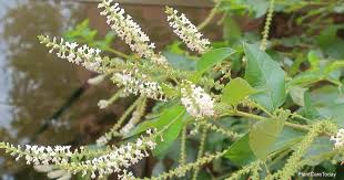 Portugal is among top almond producers in europe. Sweet Almond Bush Care Learn Tips On Growing Aloysia Virgata