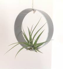 Stainless Steel Hanger For Tillandsia Holder In 2021 Air Plants Air Plant Holder Tillandsia