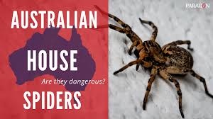 Potentially other spiders, says harms. House Spiders Are All Spiders Dangerous In Australia