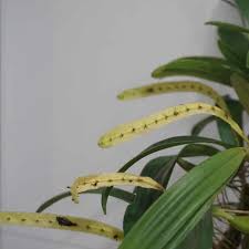 Image result for Bulbophyllum falcatum