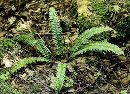 Image result for Lonchitis