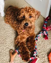 Red Mini Whoodle Remy Reviews For Celebrity Pups Whoodles