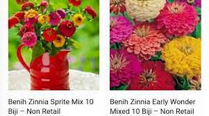 Jual bibit tanaman bunga melati putih murah. Benih Bunga Zinnia Harga 15rb Pack Jual Bibit Bunga Murah Facebook