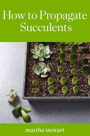 See more ideas about cactus, cactus art, cactus drawing. Propagating Succulents How To Turn One Plant Into Hundreds Of Babies Propagating Succulents Replanting Succulents Succulents