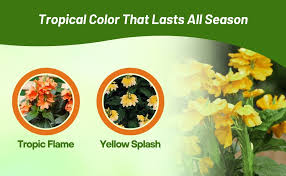 Image result for Crossandra