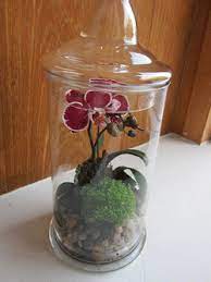 Mini Phalaenopsis Orchids Will Brighten Up A Terrarium Part 2 Of 2