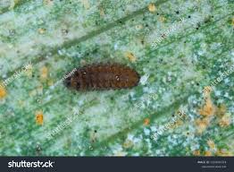 Image result for Tetranychidae grapevine