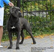 See more ideas about cane corso, corso dog, cane corso dog. Cane Corso Pedigree Database Pedigree