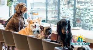 Thompson has been our vet for. Dog Friendly Restaurants In Mission Viejo Ca