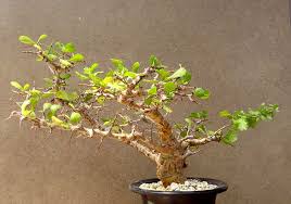 Image result for Commiphora pteleifolia