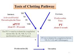Image result for Anticoagulation Pathway