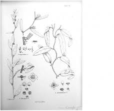 Image result for Antizoma angustifolia