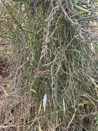 Image result for Cynanchum gerrardii