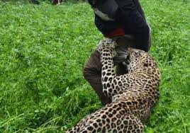Aliens caught on tape real footage! Rare Elusive Black Leopard Caught On Camera In The Wild Nevada Public Radio