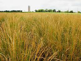 You can mix the wheatgrass juice into different recipes such as salad dressings, tea or. Thinopyrum Intermedium Wikipedia