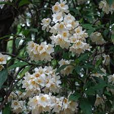 Image result for Rothmannia globosa