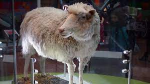 Es kann in einzelnen fällen vorkommen, dass wir sendungen oder einzelne beiträge aus. Das Schaf Dolly Das Erste Geklonte Saugetier Der Welt Wird Geboren Archiv