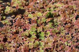Image result for Azolla filiculoides