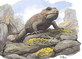 Image result for Triaspis macropteron