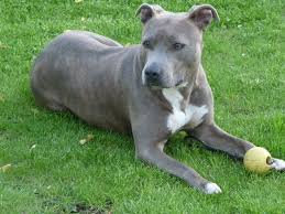 We did not find results for: File American Staffordshire Terrier Cleo Jpg Wikimedia Commons