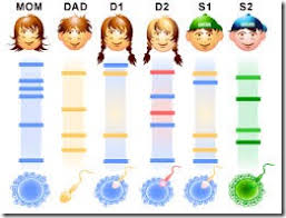 Terms in this set (33). Multiple Choice Quiz On Dna Fingerprinting Or Dna Profiling